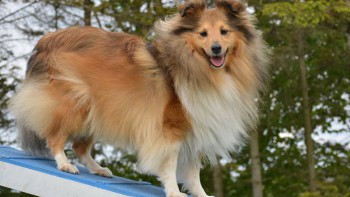 Permalink til:Agility Permalink til:Agility